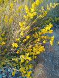 yellow bedstraw